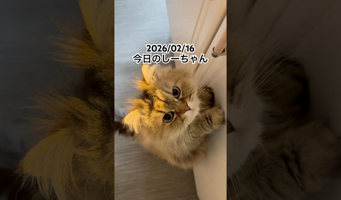 2026/02/16今日のしーちゃん #猫 #ペルシャ #シエル #cat #猫のいる暮らし
