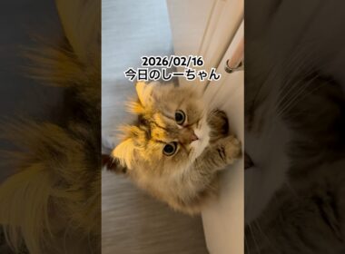 2026/02/16今日のしーちゃん #猫 #ペルシャ #シエル #cat #猫のいる暮らし