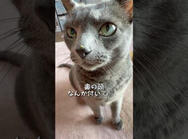 【ロシアンブルー】めろんおねだりの後、、食いしん坊の証拠付いてる🤭【猫】#shorts