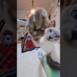 【ぼくの猫パンチ、くらってみろ😼】