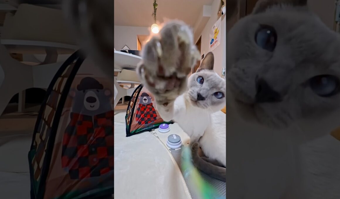 【ぼくの猫パンチ、くらってみろ😼】