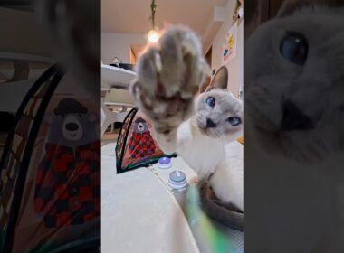 【ぼくの猫パンチ、くらってみろ😼】