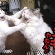 猫たちが殴り合いのケンカをして大変なことに…！！！