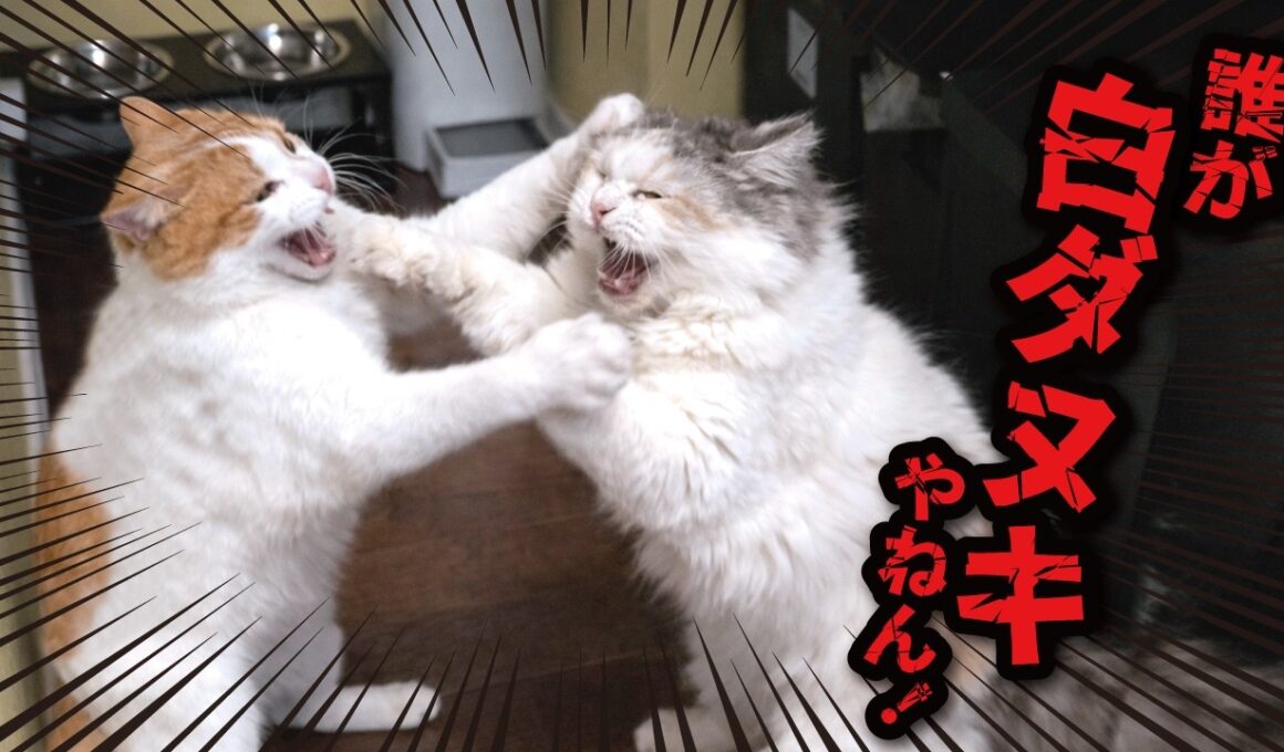 猫たちが殴り合いのケンカをして大変なことに…！！！