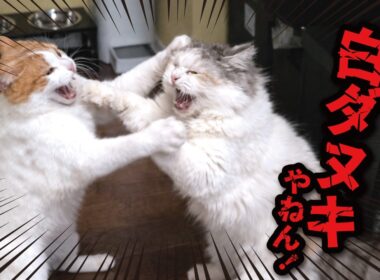 猫たちが殴り合いのケンカをして大変なことに…！！！
