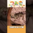 手のひらサイズの子猫【つみきの大冒険003】#shorts #子猫 #保護猫