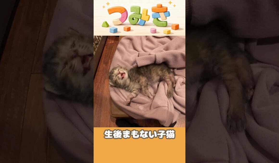 手のひらサイズの子猫【つみきの大冒険003】#shorts #子猫 #保護猫