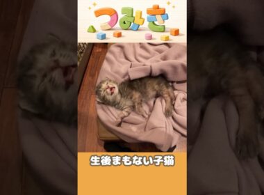 手のひらサイズの子猫【つみきの大冒険003】#shorts #子猫 #保護猫