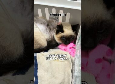【オタクの保護猫動画】保護した子猫がご飯を食べなくなりました　#子ネコ #猫 #保護猫 #ねこのいる生活 #猫のいる暮らし #猫動画 #保護猫のもこ #保護猫のモコ