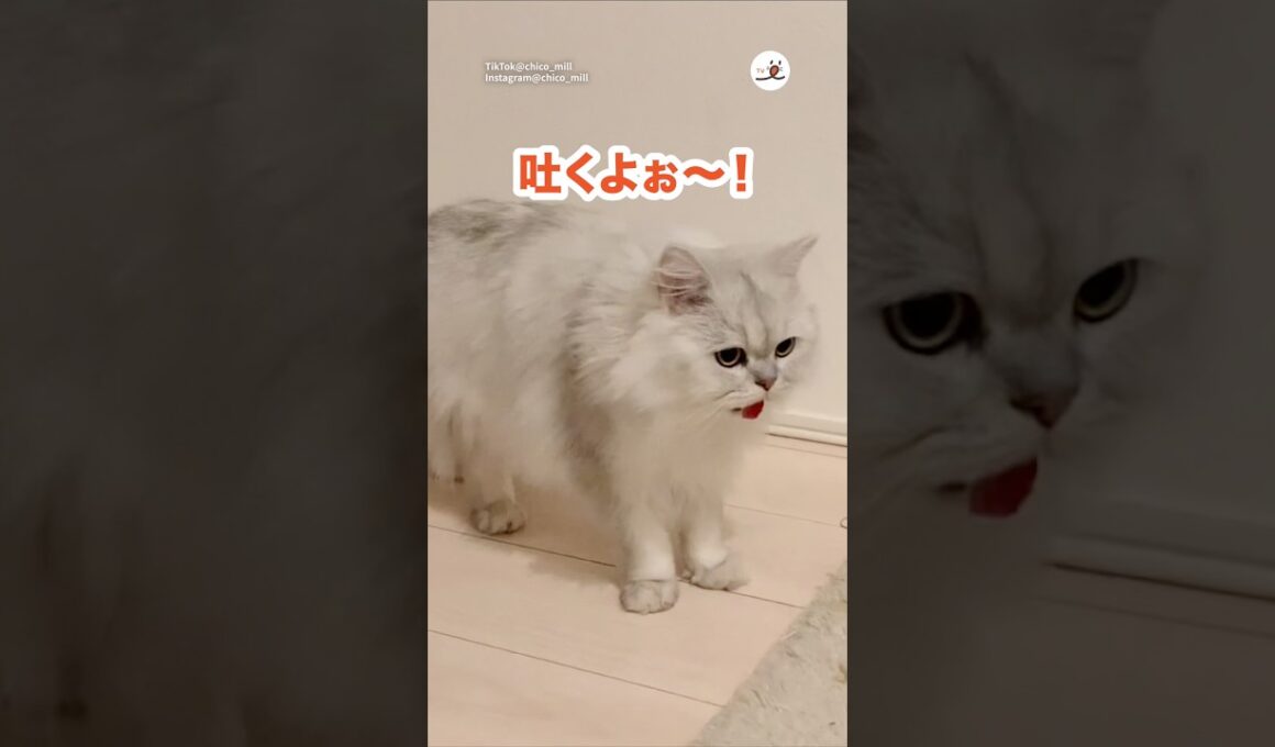 毛玉を吐くよと教えにくる猫さん｜PECO
