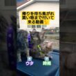 帰りを待ち焦がれ買い物まで付いて来る動画#cute #cat #ねこ #猫のいる暮らし #買い物 #ドライブ #ささみ #ウタ #時雨 #吹雪 #スフィンクス猫 #モモンガ