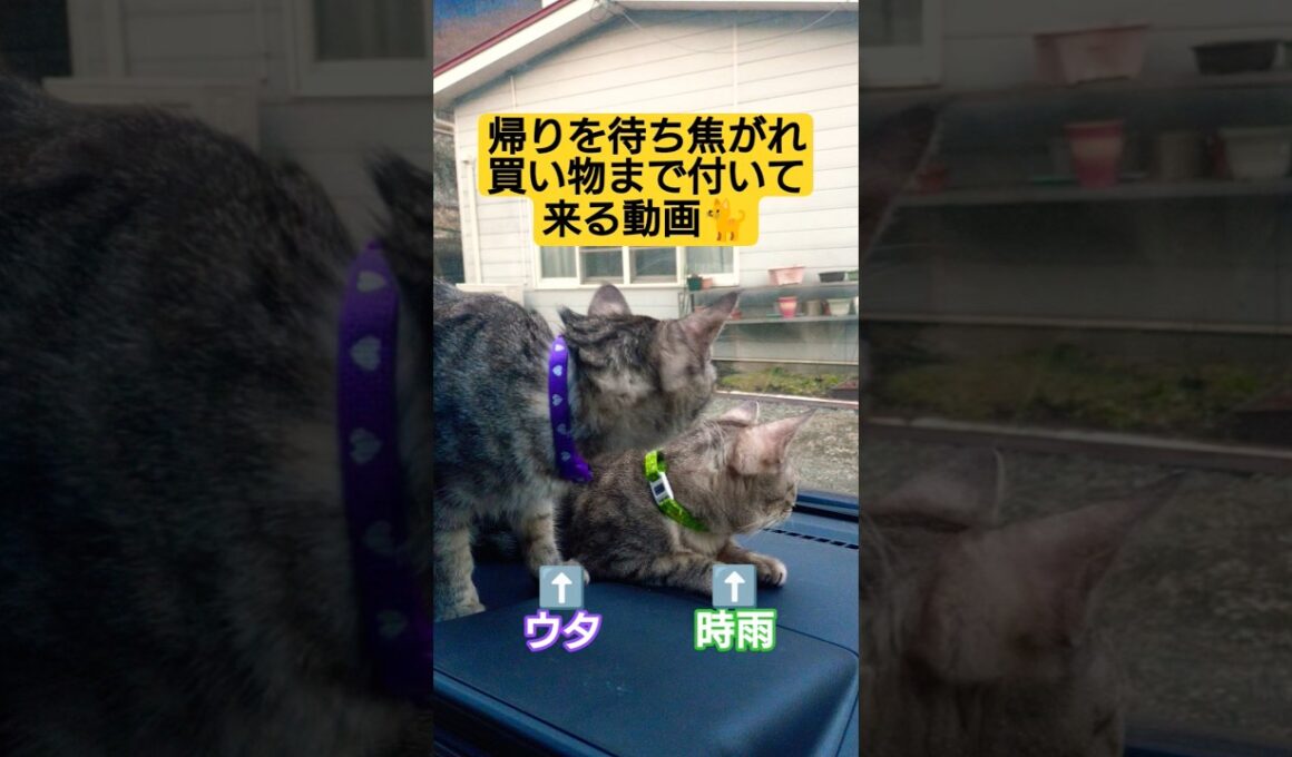 帰りを待ち焦がれ買い物まで付いて来る動画#cute #cat #ねこ #猫のいる暮らし #買い物 #ドライブ #ささみ #ウタ #時雨 #吹雪 #スフィンクス猫 #モモンガ