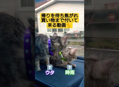帰りを待ち焦がれ買い物まで付いて来る動画#cute #cat #ねこ #猫のいる暮らし #買い物 #ドライブ #ささみ #ウタ #時雨 #吹雪 #スフィンクス猫 #モモンガ