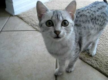 Egyptian Mau Kitten