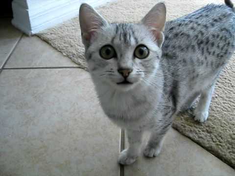 Egyptian Mau Kitten
