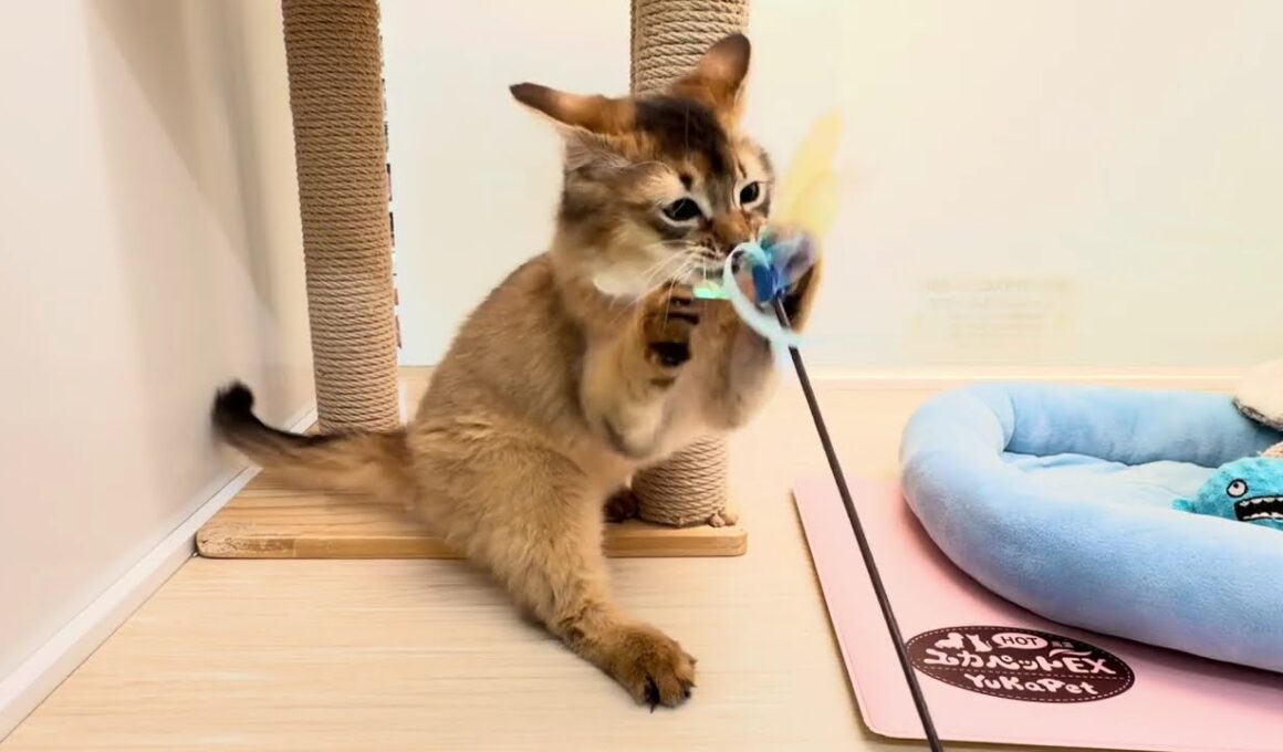 ソマリ　子猫　イケメン君