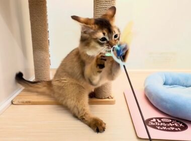 ソマリ　子猫　イケメン君