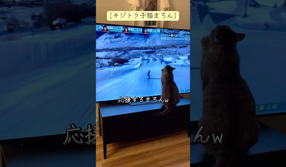 [キジトラ子猫まろん]冬季オリンピック スノボ女子を応援する猫