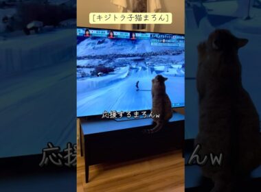 [キジトラ子猫まろん]冬季オリンピック スノボ女子を応援する猫