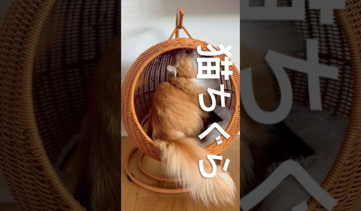 #猫ちぐら #cat #猫のいる暮らし #アメリカンカール