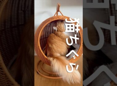 #猫ちぐら #cat #猫のいる暮らし #アメリカンカール