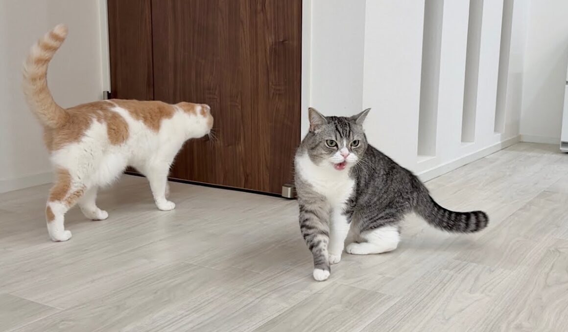 可愛がってた新入り子猫が急にいなくなったら心配症の先輩猫たちがこうなっちゃいました…