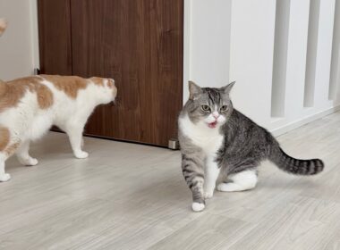 可愛がってた新入り子猫が急にいなくなったら心配症の先輩猫たちがこうなっちゃいました…
