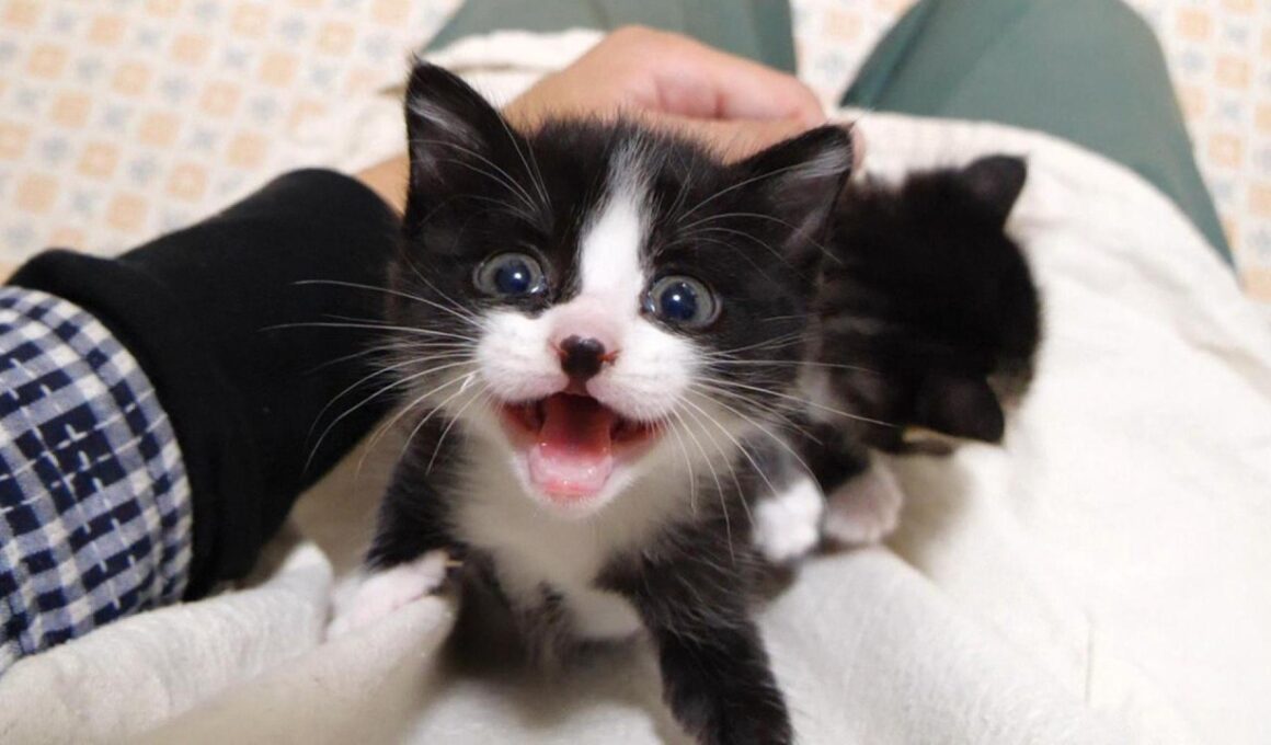 カワイイ鳴き声で甘えた来たところを爪を切られてしまった赤ちゃん子猫【赤ちゃん猫　保護猫】