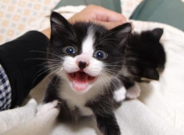 カワイイ鳴き声で甘えた来たところを爪を切られてしまった赤ちゃん子猫【赤ちゃん猫　保護猫】