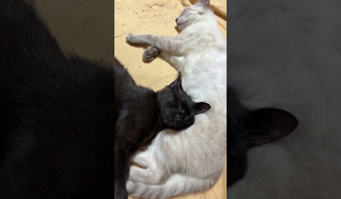 シャムの雫に寄り添う黒猫の黒夢。その黒夢に寄り添うキジシロのルル