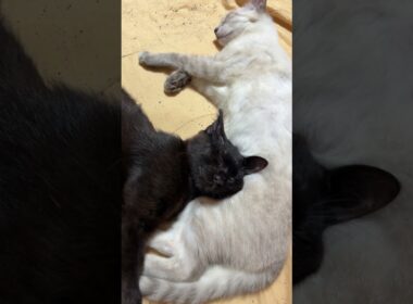 シャムの雫に寄り添う黒猫の黒夢。その黒夢に寄り添うキジシロのルル