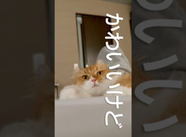 #猫 #猫のいる暮らし #アメリカンカール #cat