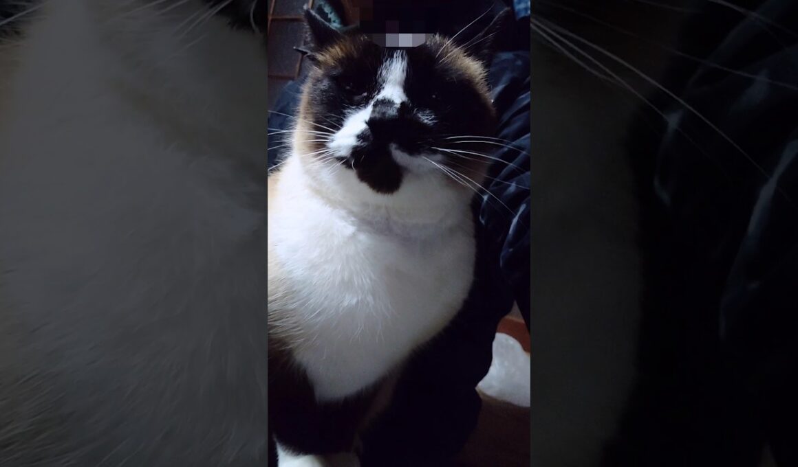 シャム猫さん🐾#猫 #ねこ #cat #Shorts