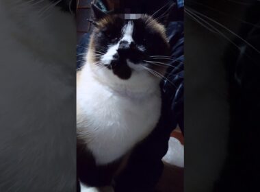 シャム猫さん🐾#猫 #ねこ #cat #Shorts