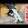 おびえてた保護子猫がめちゃくちゃ甘えん坊になってこうなりました