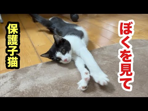 おびえてた保護子猫がめちゃくちゃ甘えん坊になってこうなりました