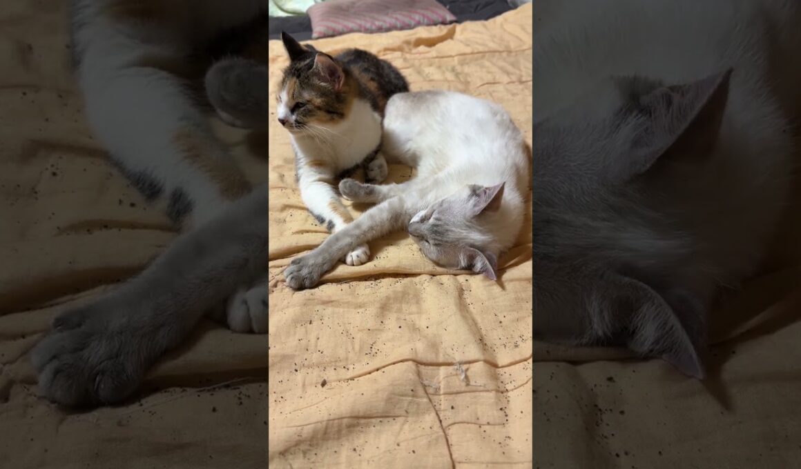 キジシロのルル「シャムの雫に、三毛猫ミックスが寄り添ってるニャン」