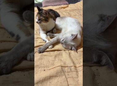 キジシロのルル「シャムの雫に、三毛猫ミックスが寄り添ってるニャン」