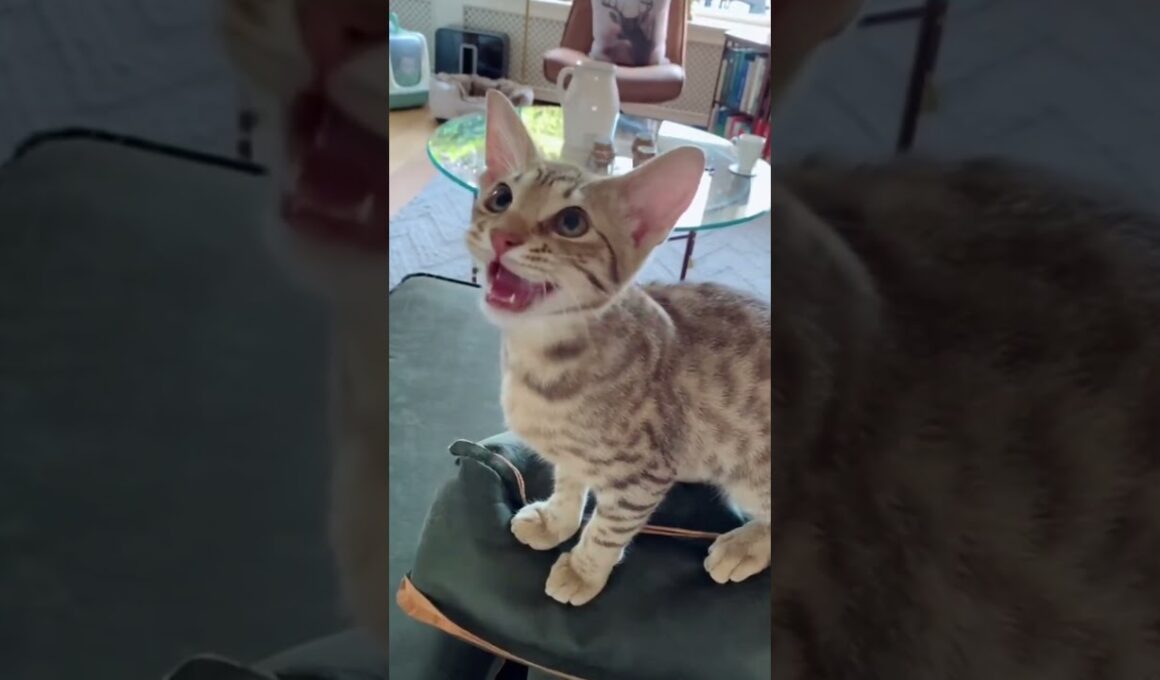 これがオシキャット！野生っぽいのに超フレンドリーな猫🐱✨ #オシキャット#可愛い犬 #犬好き