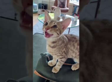 これがオシキャット！野生っぽいのに超フレンドリーな猫🐱✨ #オシキャット#可愛い犬 #犬好き