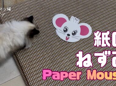 バーマン猫ガブとラフ【紙のねずみ】Paper Mouse（バーマン猫）Birman/Cat