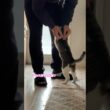 甘えんぼな子猫 #子猫 #かわいい子猫 #猫のいる生活
