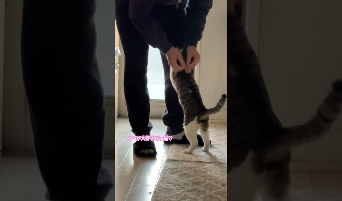 甘えんぼな子猫 #子猫 #かわいい子猫 #猫のいる生活
