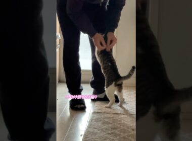 甘えんぼな子猫 #子猫 #かわいい子猫 #猫のいる生活