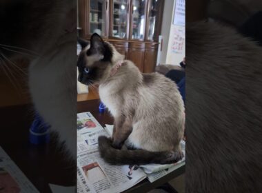 朝のマロンちゃん😻#cat #catshorts #しゃむねこ #シャム猫 #猫のいる暮らし