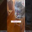 ご飯足りない #ねこ動画 #アメリカンカール