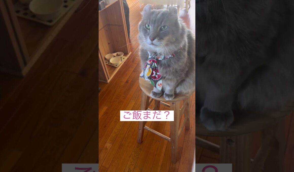 ご飯足りない #ねこ動画 #アメリカンカール