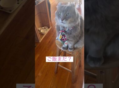 ご飯足りない #ねこ動画 #アメリカンカール