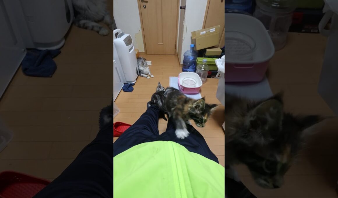 メインクーンの子猫たち夜の木登り大会