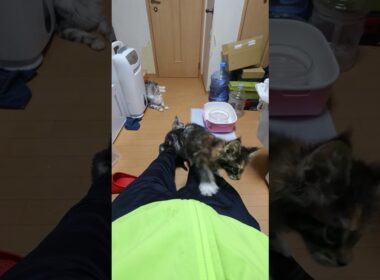 メインクーンの子猫たち夜の木登り大会